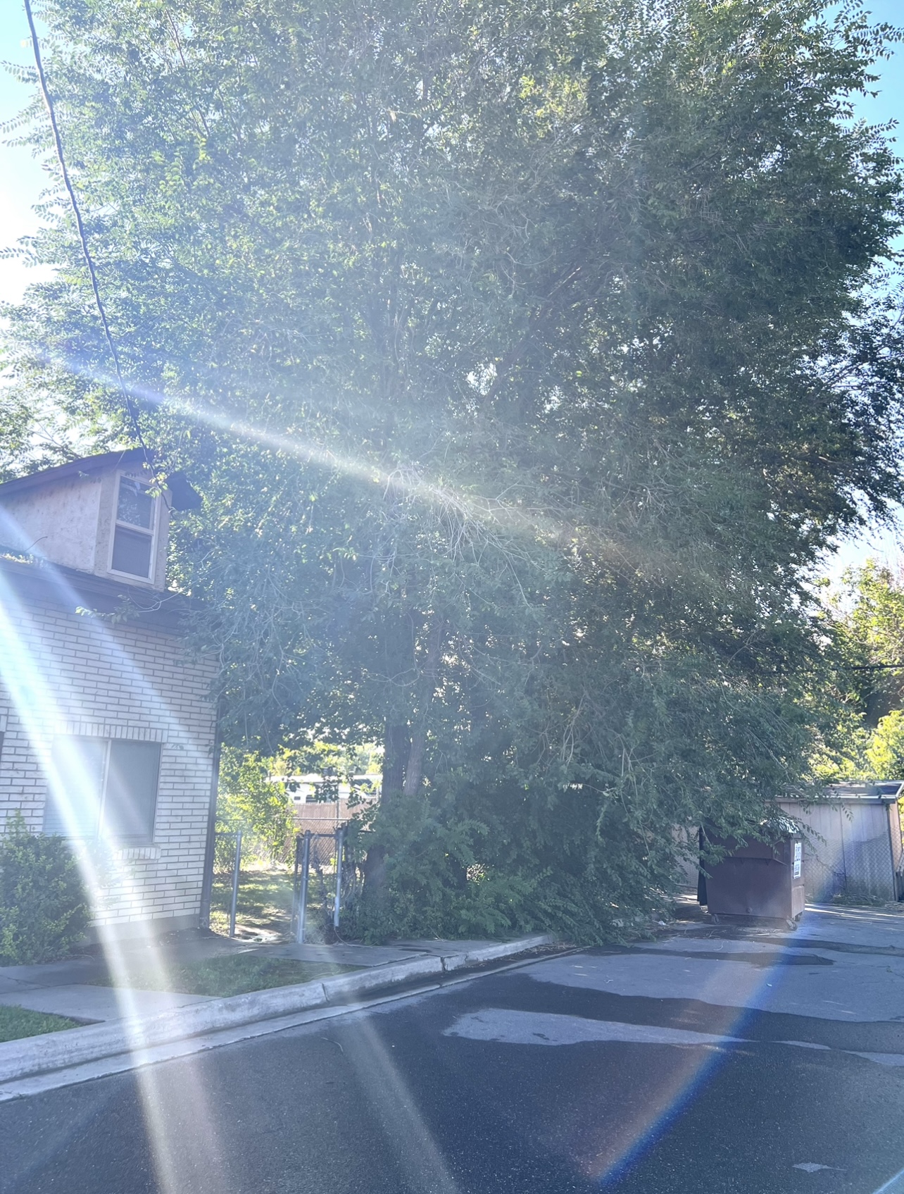 Tree trimming and overgrowth cleanup before yard cleanup in Utah
